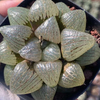 Rare Succulents - Haworthia Emelyae var. Comptoniana Oyayubihime 'Qinzhiji' (3.5")