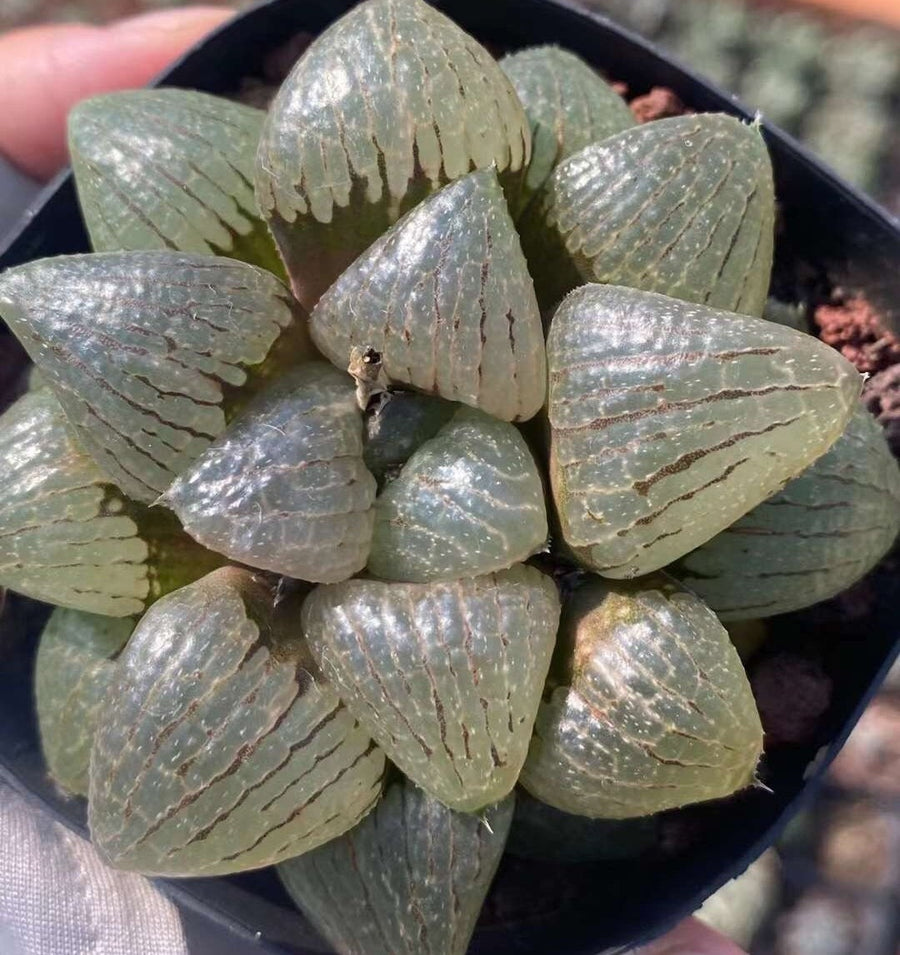 Rare Succulents - Haworthia Emelyae var. Comptoniana Oyayubihime 'Qinzhiji' (3.5