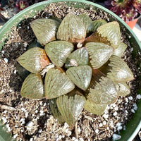 Rare Succulents - Haworthia Emelyae var. Comptoniana Oyayubihime 'Qinzhiji' (3.5")