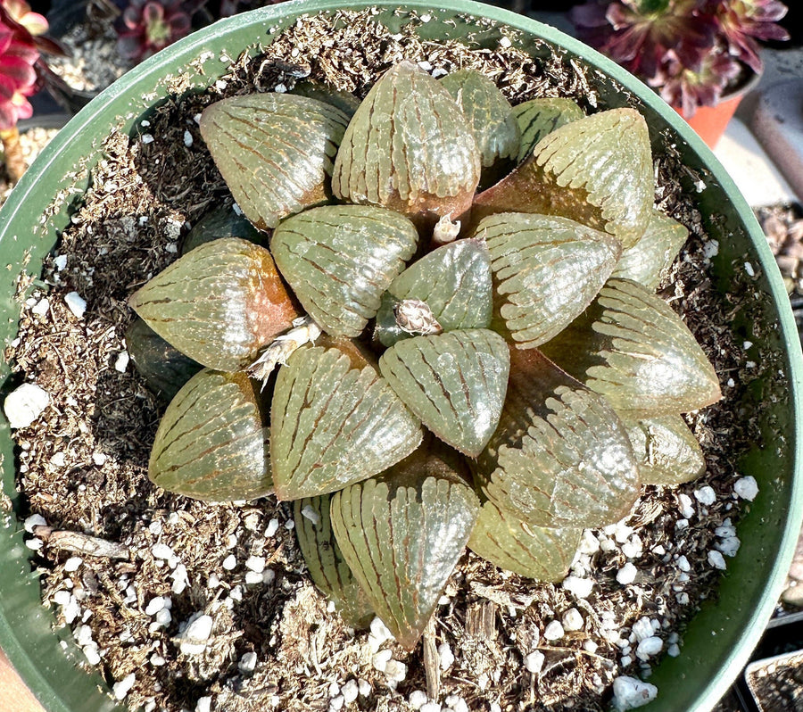 Rare Succulents - Haworthia Emelyae var. Comptoniana Oyayubihime 'Qinzhiji' (3.5