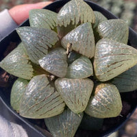 Rare Succulents - Haworthia Emelyae var. Comptoniana Oyayubihime 'Qinzhiji' (3")