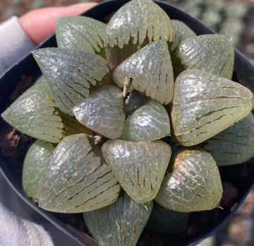 Rare Succulents - Haworthia Emelyae var. Comptoniana Oyayubihime 'Qinzhiji' (3.5