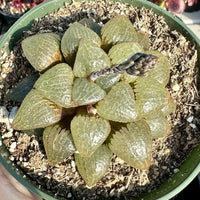 Rare Succulents - Haworthia Emelyae var. Comptoniana Oyayubihime 'Qinzhiji' (3.5")