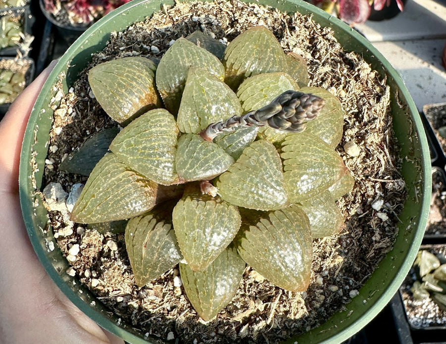 Rare Succulents - Haworthia Emelyae var. Comptoniana Oyayubihime 'Qinzhiji' (3.5