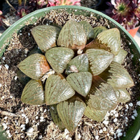 Rare Succulents - Haworthia Emelyae var. Comptoniana Oyayubihime 'Qinzhiji' (3.5")