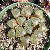 Rare Succulents - Haworthia Emelyae var. Comptoniana Oyayubihime 'Qinzhiji' (3")