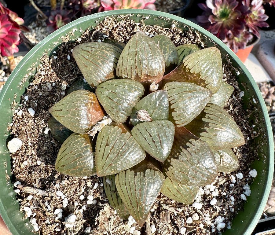 Rare Succulents - Haworthia Emelyae var. Comptoniana Oyayubihime 'Qinzhiji' (3