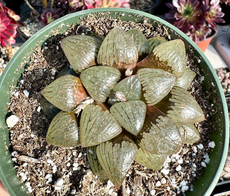 Rare Succulents - Haworthia Emelyae var. Comptoniana Oyayubihime 'Qinzhiji' (3.5