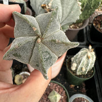 Astrophytum Myriostigma (1.5"-2”), Live Plant, Great starter Plant, Rare Cactus