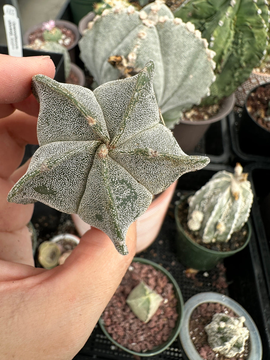 Astrophytum Myriostigma (1.5