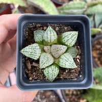 Rare Succulents - Haworthia Picta Platinum (1.5"-2”)