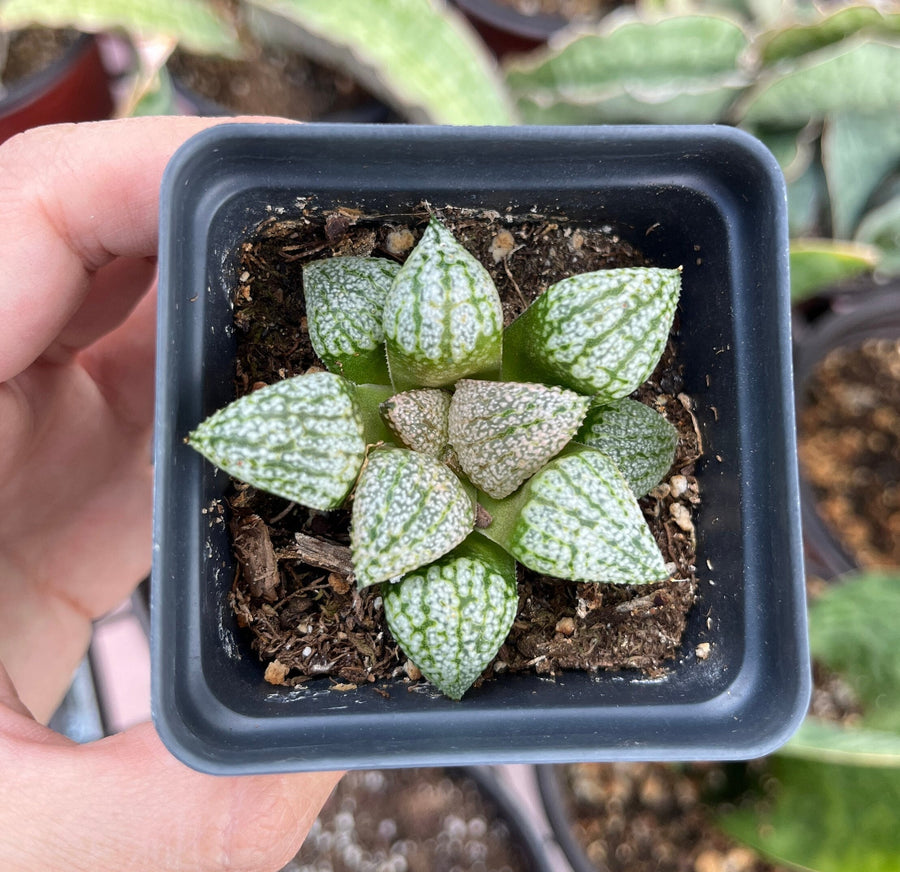 Rare Succulents - Haworthia Picta Platinum (1.5