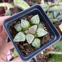 Rare Succulents - Haworthia Picta Platinum (1.5"-2”)