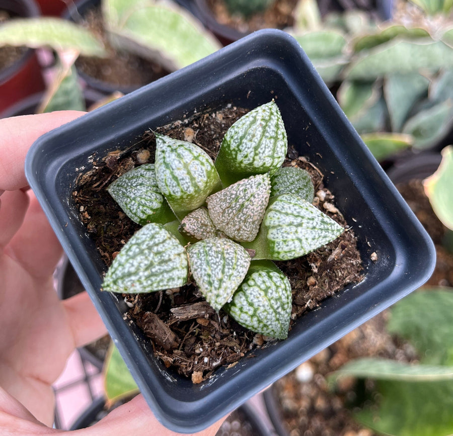 Rare Succulents - Haworthia Picta Platinum (1.5