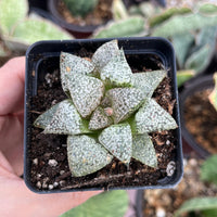 Rare Succulents - Haworthia Picta Platinum (1.5"-2”)