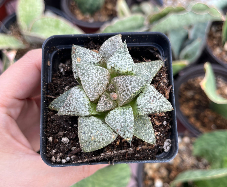 Rare Succulents - Haworthia Picta Platinum (1.5