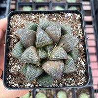 Rare Succulents - Haworthia Splendens (2”-2.5")