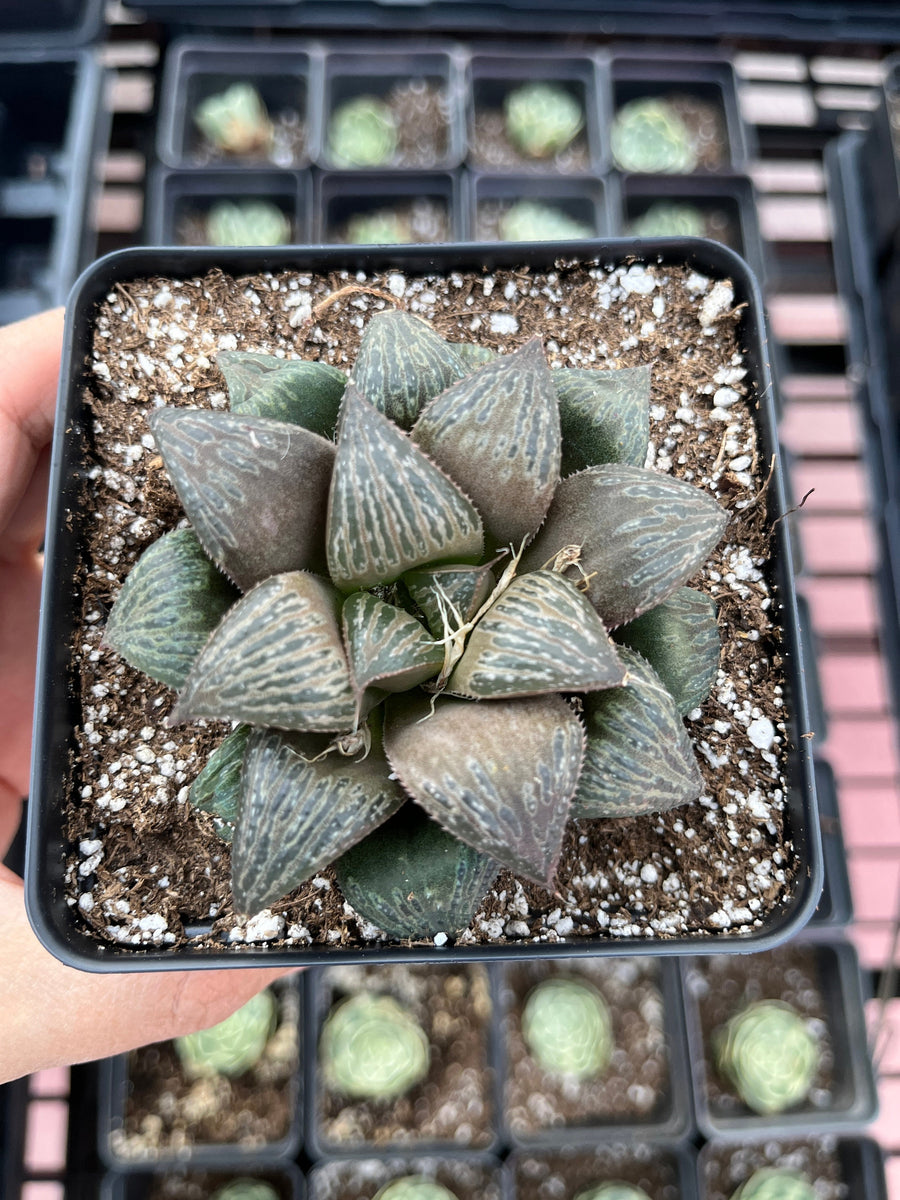 Rare Succulents - Haworthia Splendens (2”-2.5