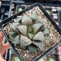 Rare Succulents - Haworthia Splendens (2”-2.5")