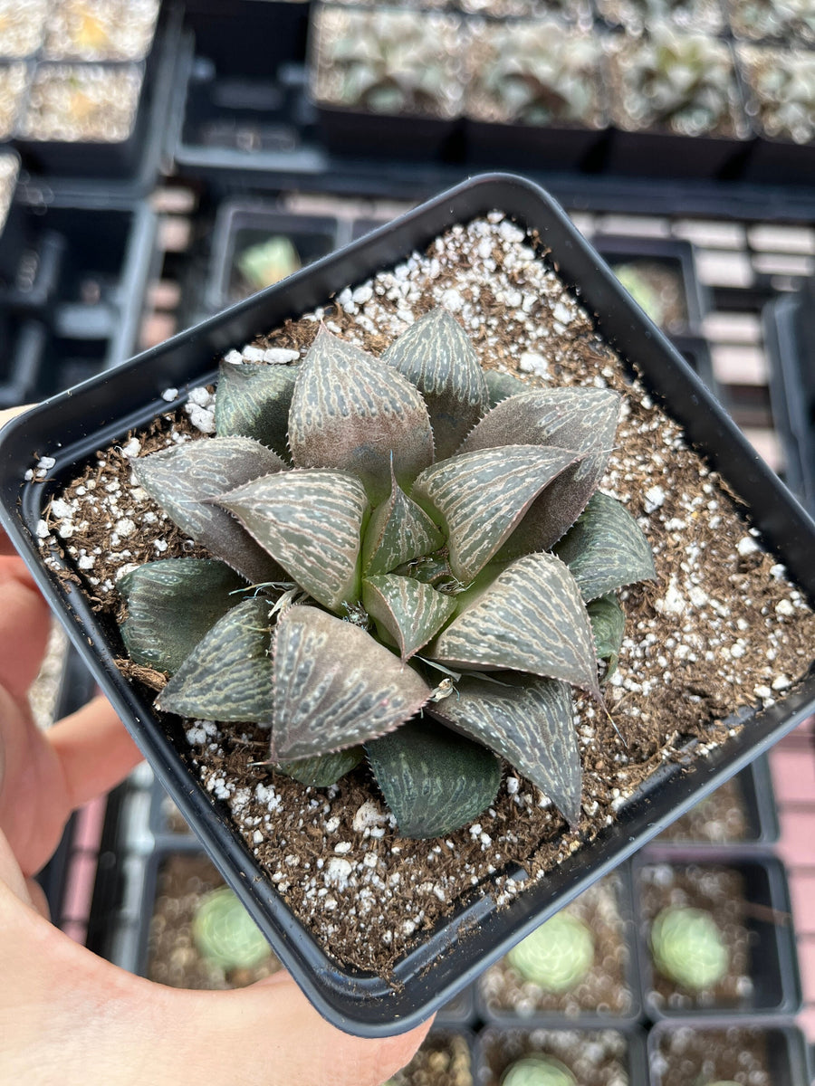 Rare Succulents - Haworthia Splendens (2”-2.5