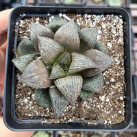 Rare Succulents - Haworthia Splendens (2”-2.5")