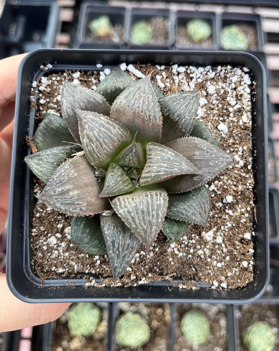 Rare Succulents - Haworthia Splendens (2”-2.5