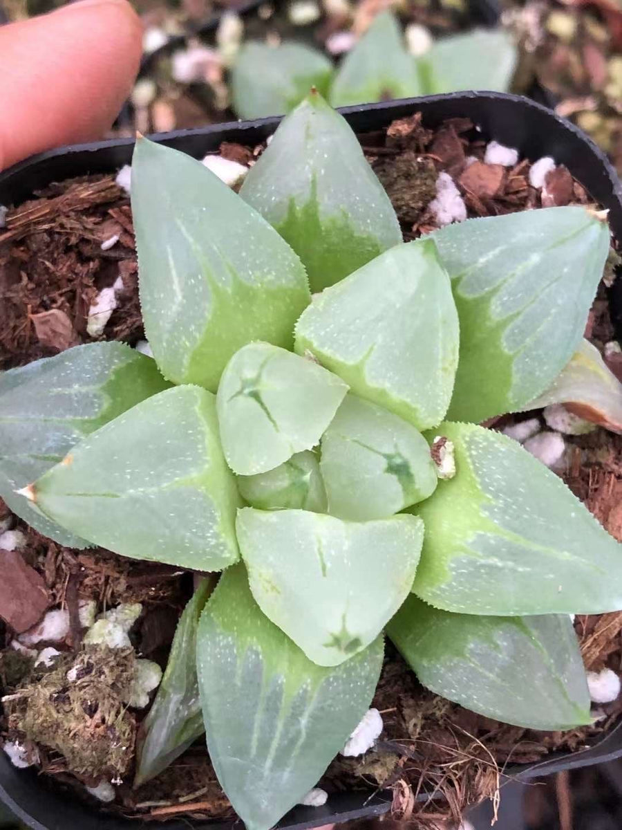 Rare Succulents - Haworthia Pygmaea “Ice City” (2”)