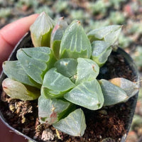 Rare Succulents - Haworthia Pygmaea “Ice City” (2”)