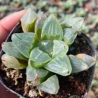 Rare Succulents - Haworthia Pygmaea “Ice City” (2”-2.5”)