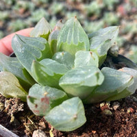Rare Succulents - Haworthia Pygmaea “Ice City” (2”-2.5”)