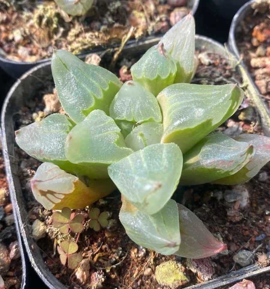 Rare Succulents - Haworthia Pygmaea “Ice City” (2”)