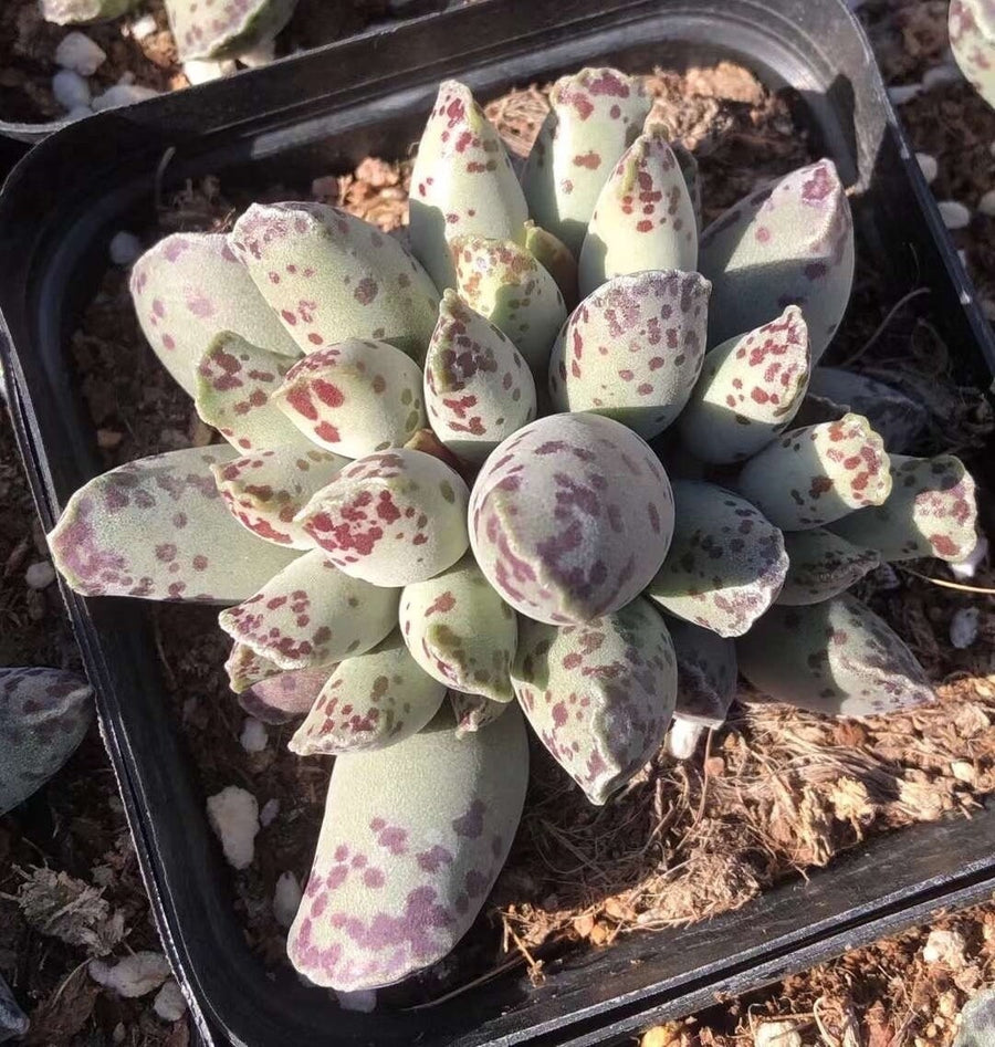 Rare Succulents - Adromischus Cooperi Var. Small Cluster (1.5”)