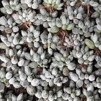 Rare Succulents - Adromischus Cooperi Var. Small Cluster (1.5”)