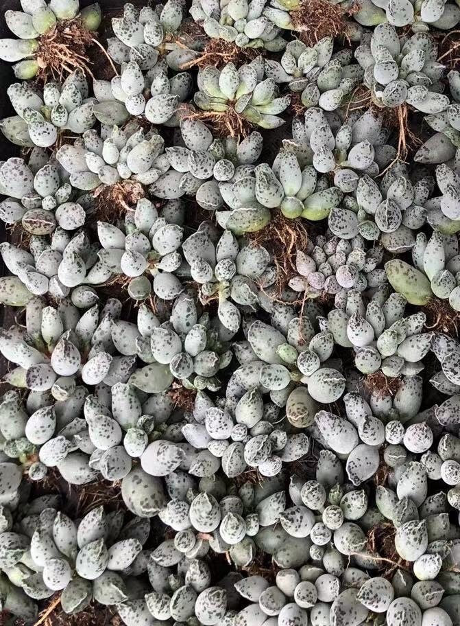 Rare Succulents - Adromischus Cooperi Var. Small Cluster (1.5”)