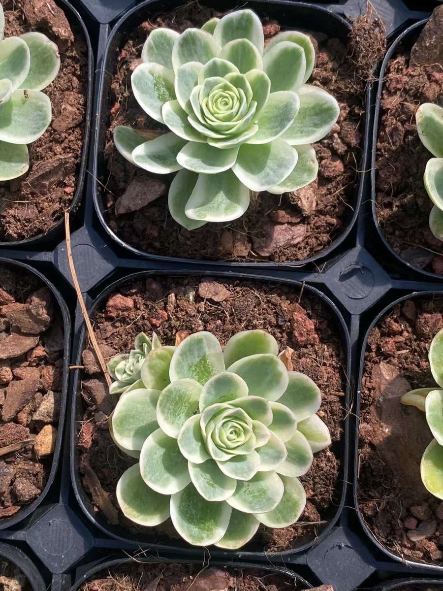 Aeonium vareigated Greenovia (1.5