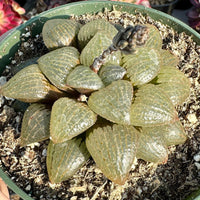 Rare Succulents - Haworthia Emelyae var. Comptoniana Oyayubihime 'Qinzhiji' (3.5")