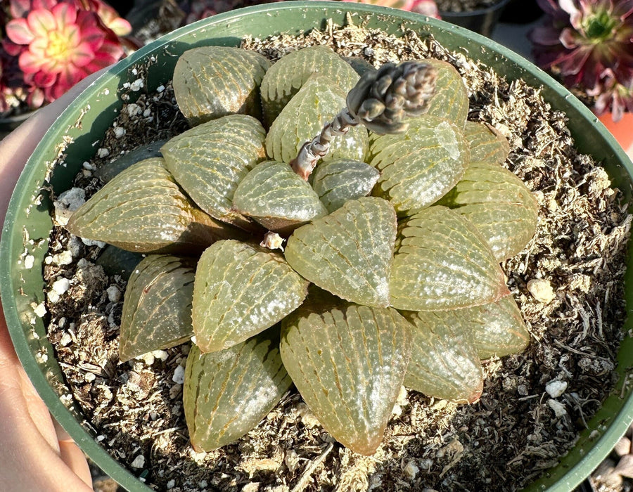 Rare Succulents - Haworthia Emelyae var. Comptoniana Oyayubihime 'Qinzhiji' (3.5