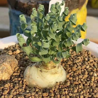 Ornithogalum Concordianum, Rare Succulents, Chubby Beauty, Bulb Only (0.4”-1")