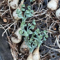 Ornithogalum Concordianum, Rare Succulents, Chubby Beauty, Bulb Only (0.4”-1")