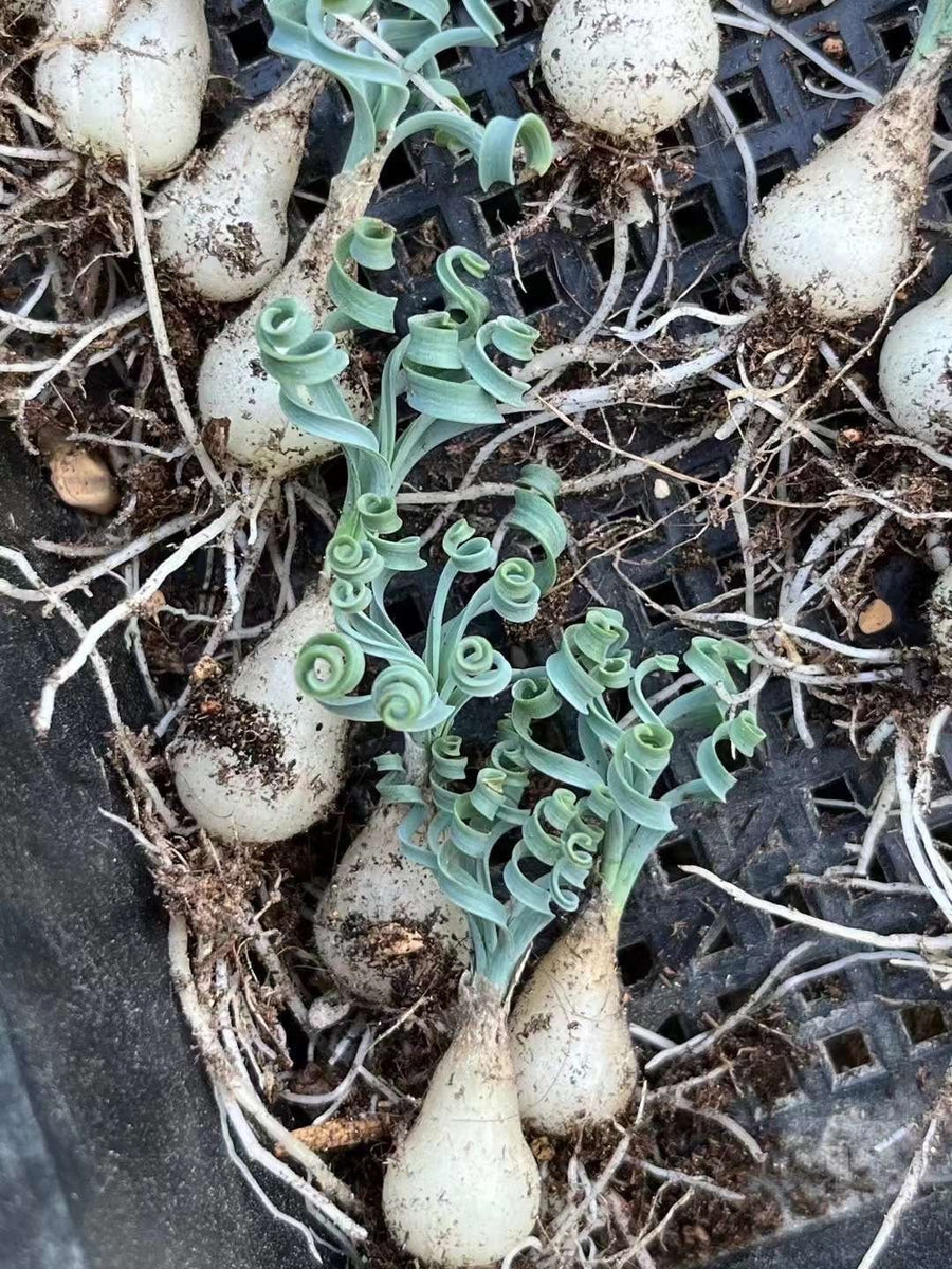 Ornithogalum Concordianum, Rare Succulents, Chubby Beauty, Bulb Only (0.4”-1