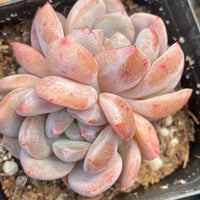 Rare Succulents - Echeveria Orange Monroe (2”)