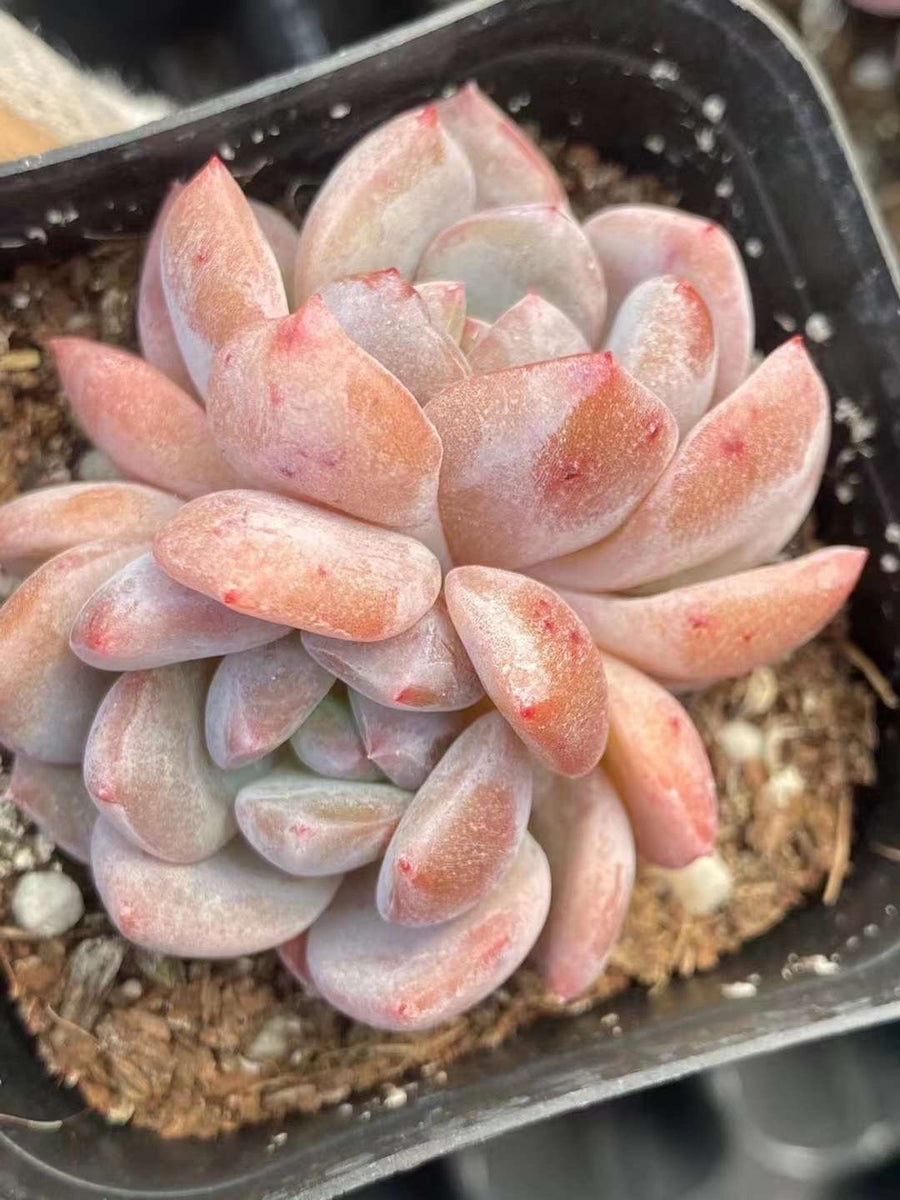 Rare Succulents - Echeveria Orange Monroe (2”)