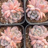 Rare Succulents - Echeveria Orange Monroe (2”)