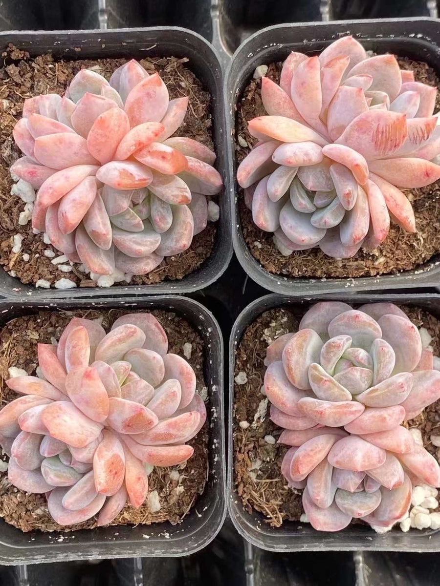 Rare Succulents - Echeveria Orange Monroe (2”)