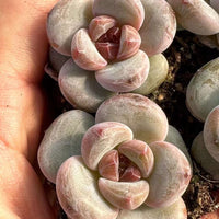 Rare Succulents - Echeveria Snow Star (0.4”-0.6”)