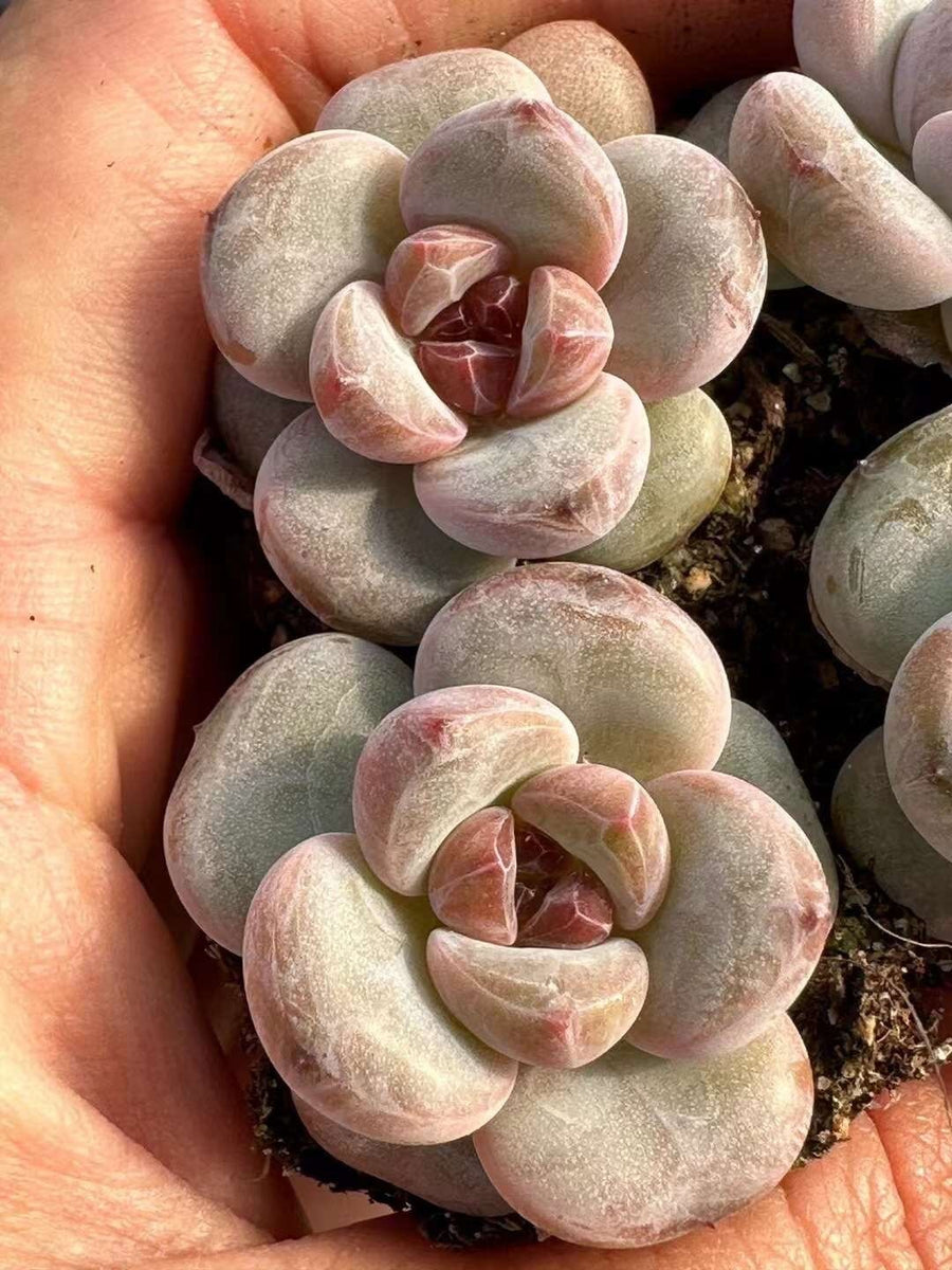 Rare Succulents - Echeveria Snow Star (0.4”-0.6”)