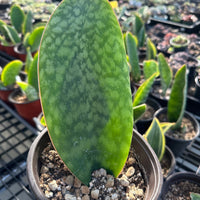 Rare Succulents - Sansevieria masoniana whale fin (6”-10”)