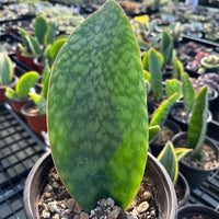 Rare Succulents - Sansevieria masoniana whale fin (6”-10”)