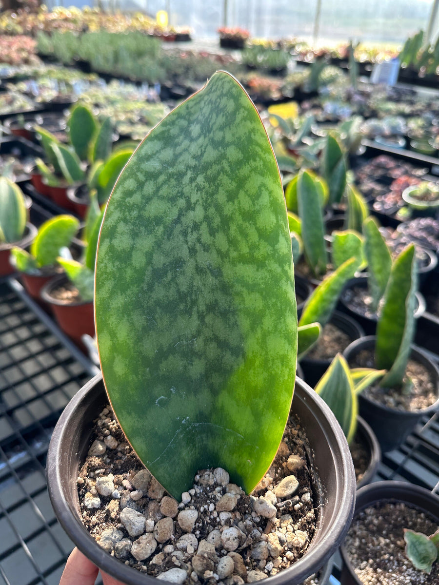 Rare Succulents - Sansevieria masoniana whale fin (6”-10”)