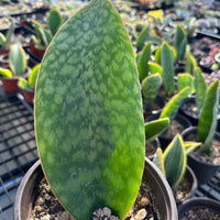 Rare Succulents - Sansevieria masoniana whale fin (6”-10”)